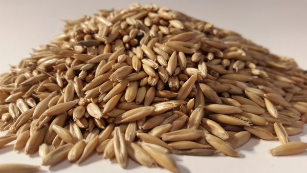Organic Rye Berries